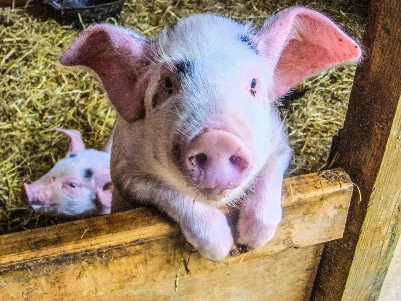pigs