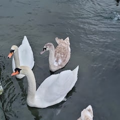 IMG_0048