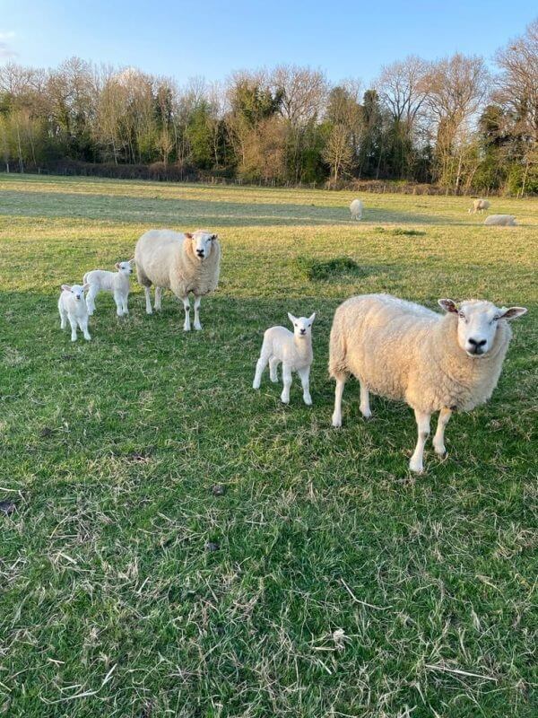 Spring in The Cotswolds