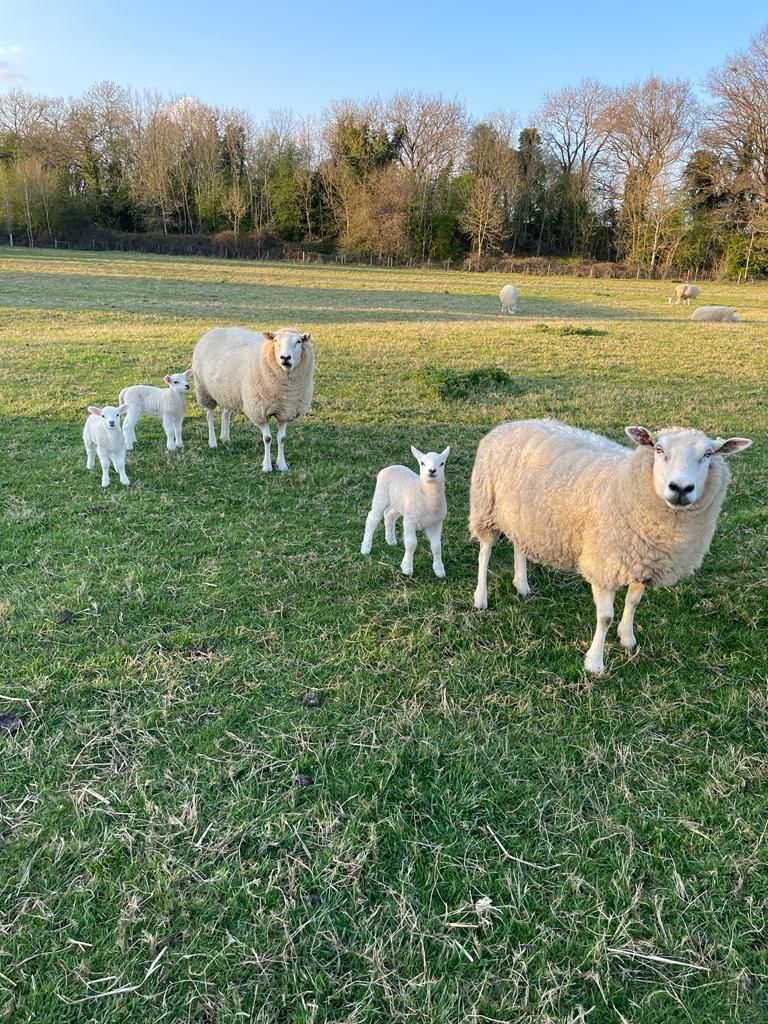 Spring in The Cotswolds