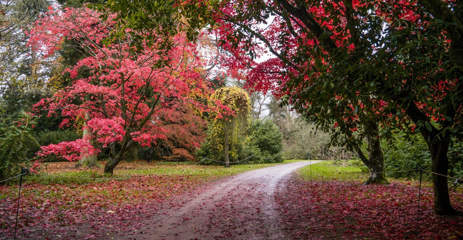 Road through Westonbirt arboretum during autumn/fall