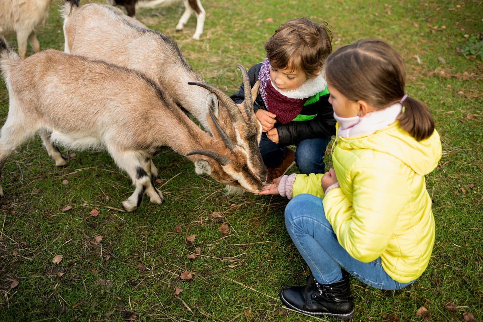 children-feeding-goat-in-agritourism-farm-2022-09-21-15-58-22-utc