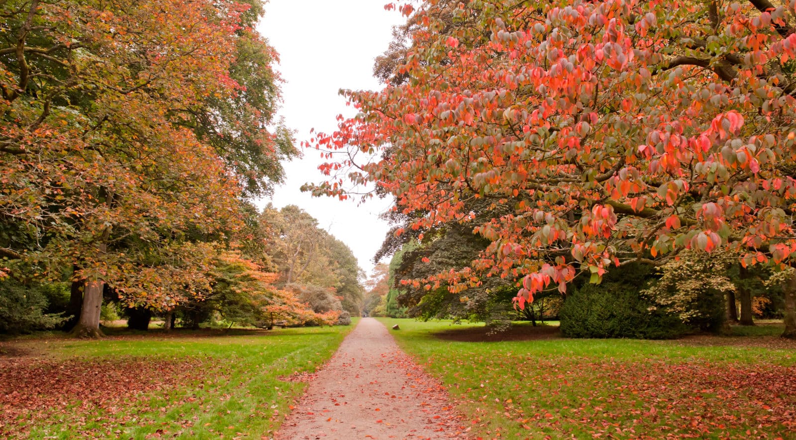 Trees in Autumn colours at Westonbirt Arboretum, UK