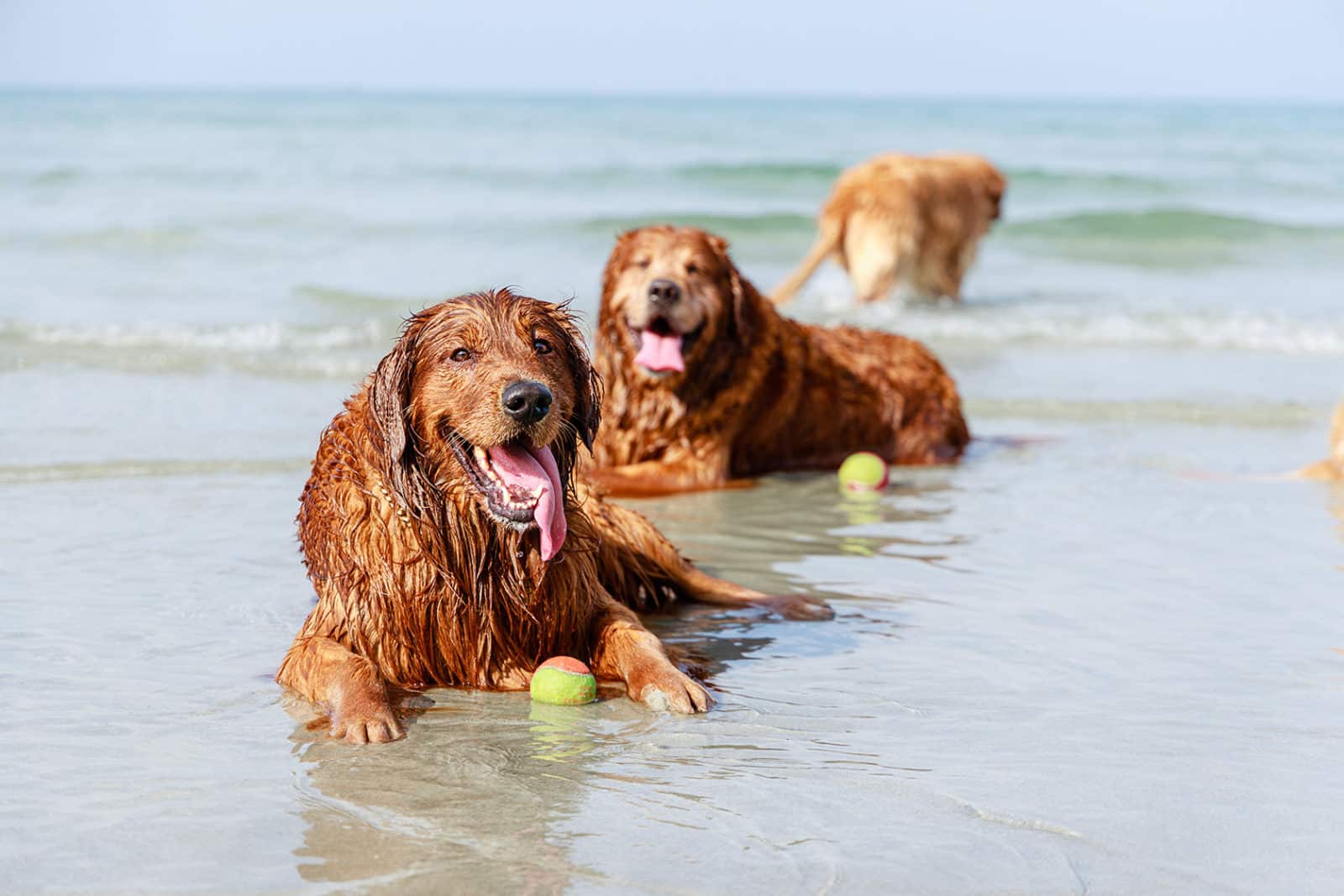 golden-retriever-dogs-family-laying-down-on-tropic-2022-08-03-01-03-54-utc