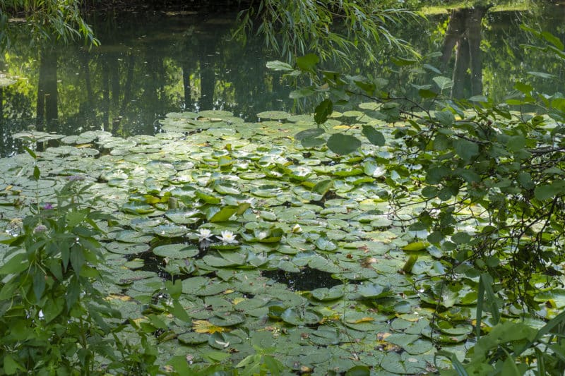 Waterlilys