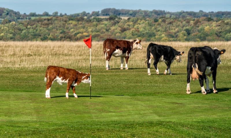 A four ball leaves the 5th green on Minchinhampton Golf Course, The Cotswolds, Gloucestershire,England, United Kingdom