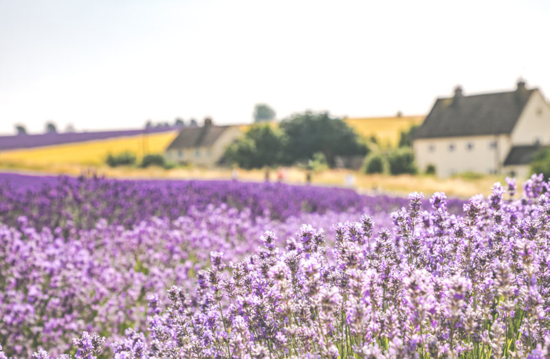 Beautiful view of the Cotswolds lavender fields at Snowshill, Gloucestershire