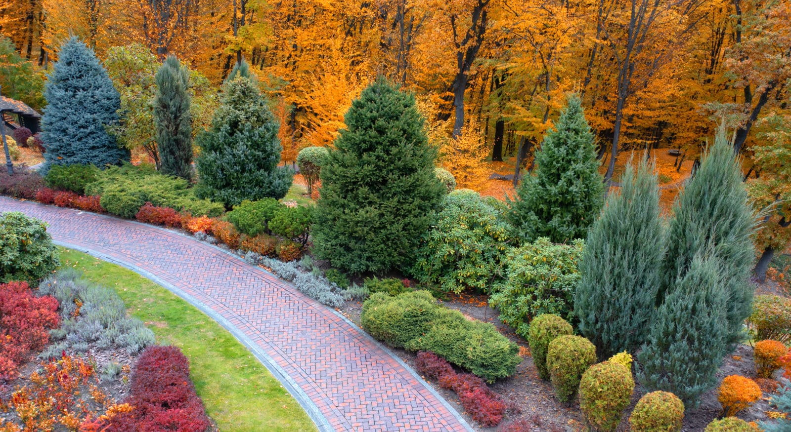 Colorful alley in the autumn arboretum. Drone view