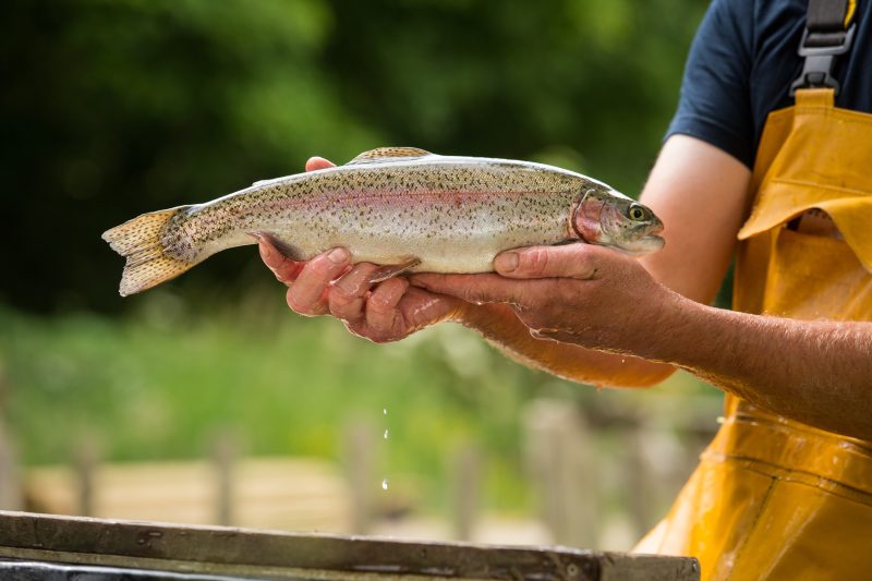 Fishersman holding rainbow trout, background blurred