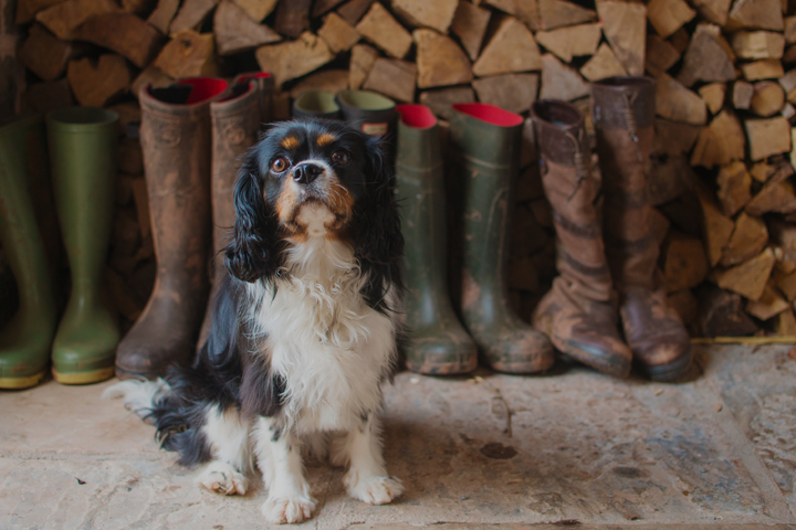 cotswolds